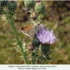 hesperia comma pallida male1